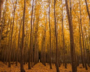 طبیعت مارشک