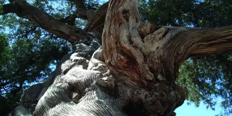 درخت سرو کهنسال روستای باغ فراگرد