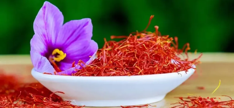 زعفران مهم ترین سوغات مشهد