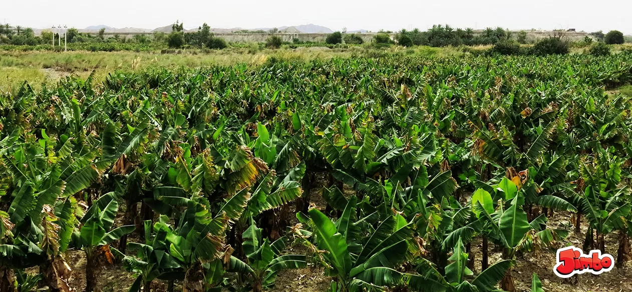 جاهای دیدنی چابهار روستای شیرگواز