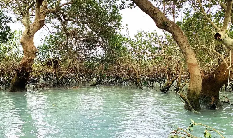 جنگل حرا چابهار