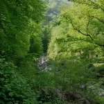 تور گروهی