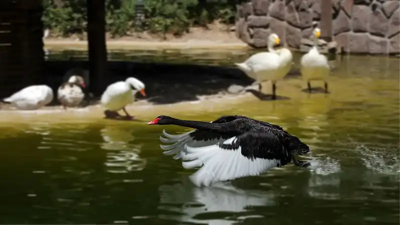 باغ پرندگان شیراز