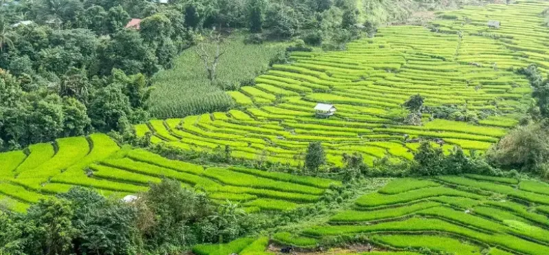 منطقه پای