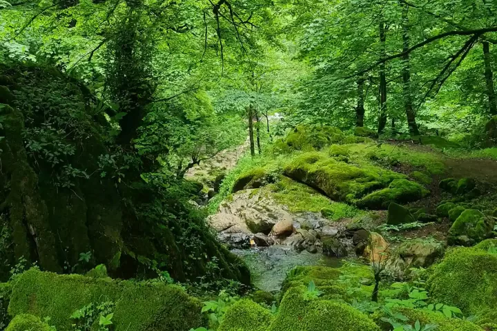 تور شمال