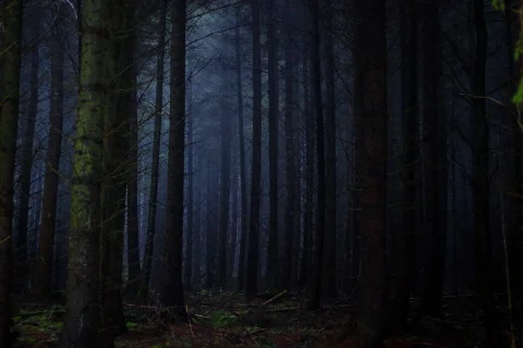 جنگل جیغ مشهد