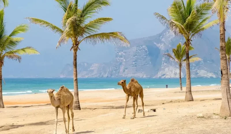بهترین زمان سفر به مسقط