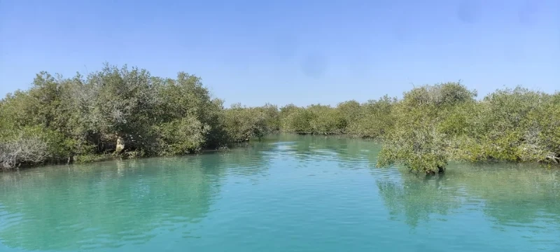 جنگل حرا مهم ترین جاهای دیدنی درگهان