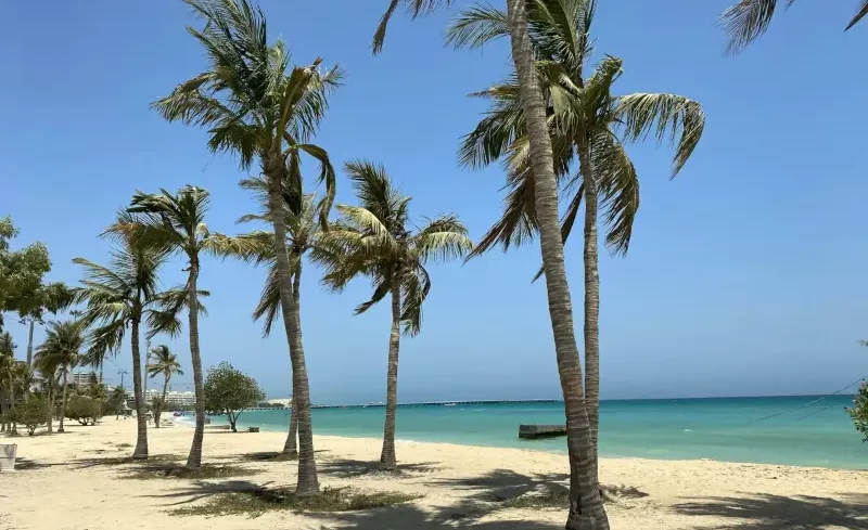 ساحل درختان نارگیل