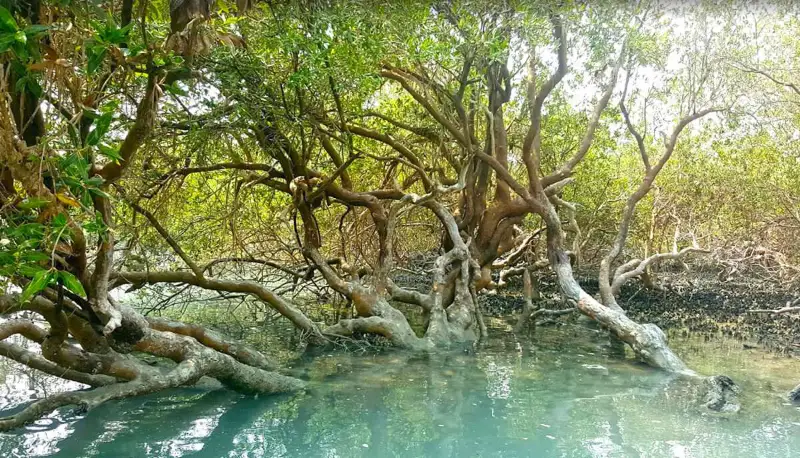 مسیر دسترسی به جنگل حرا قشم