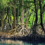 جنگل حرا قشم