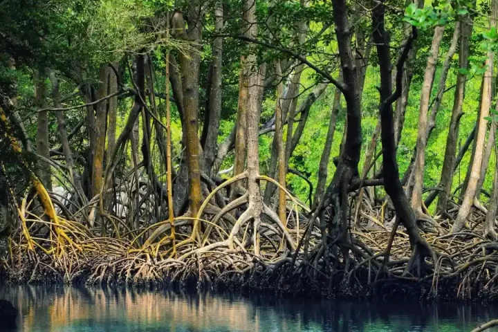 جنگل حرا قشم