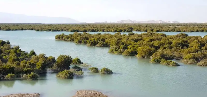 معرفی جنگل حرا