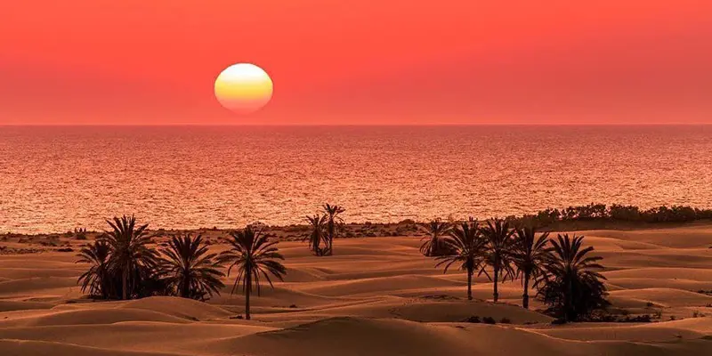 نخلستان ساحل درک چابهار