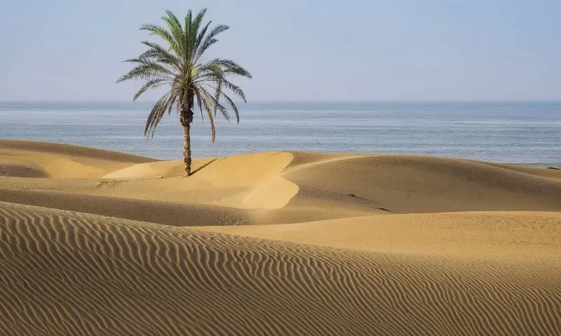 تک درخت نخل ساحل درک