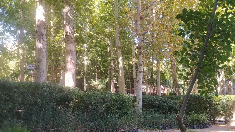 پارک جنگلی بهمن طرقبه