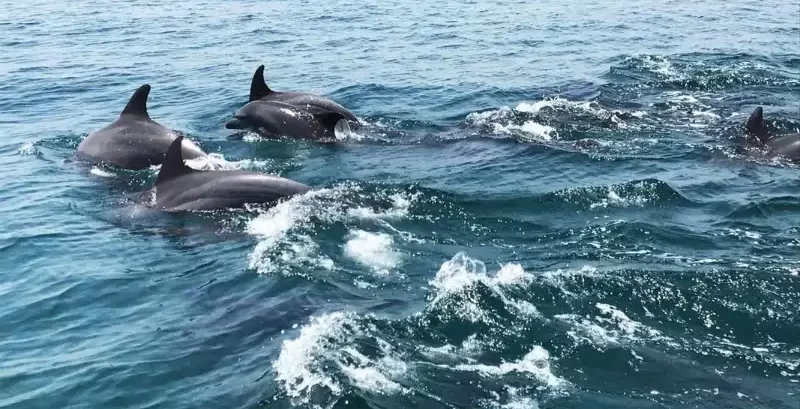 دلفین های قشم