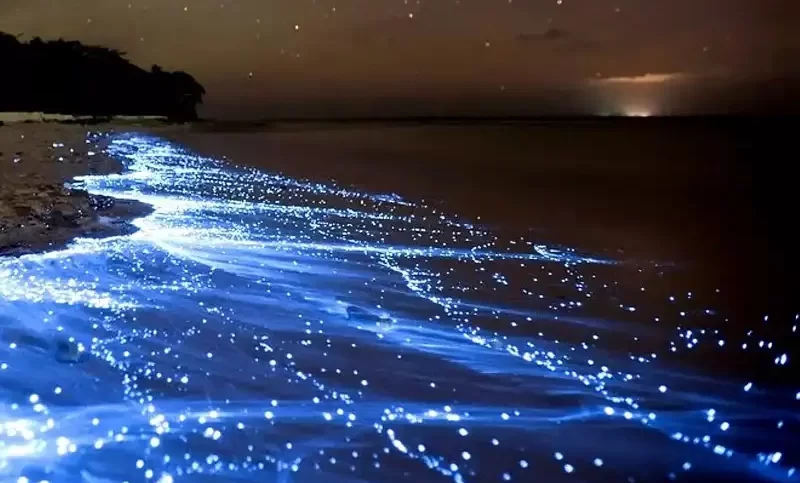 علت ایجاد نور آبی در ساحل شب تاب چابهار