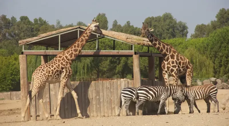 پارک حیات وحش ازمیر