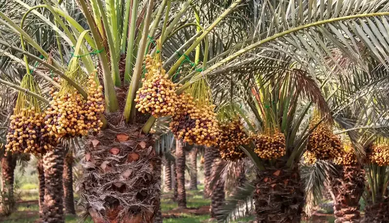 خرما؛ سوغات بومی کیش