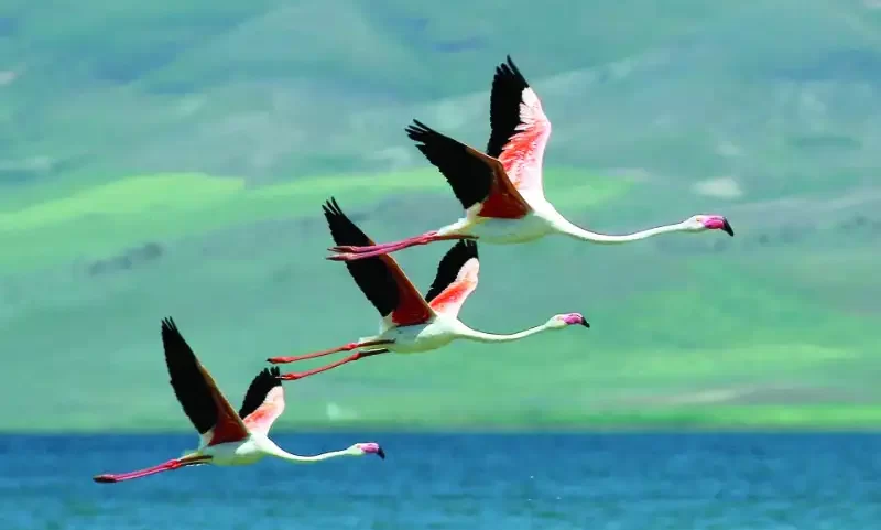 دریاچه ارچک