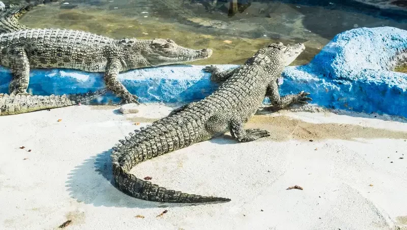 پارک کروکودیل قشم