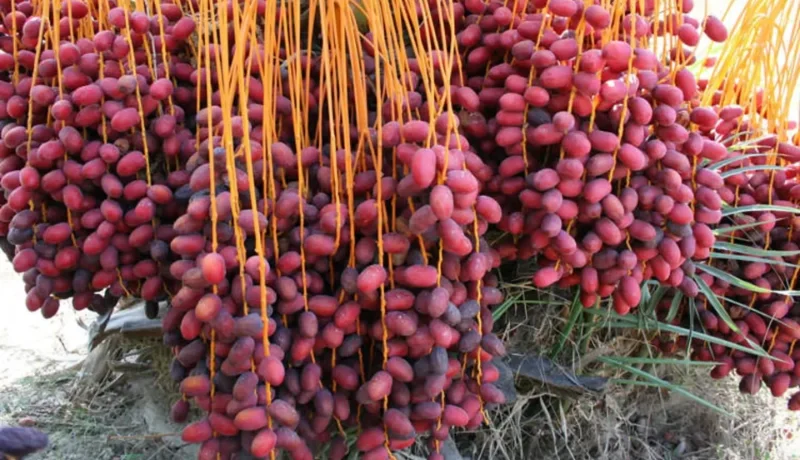 خرید خرما از قشم