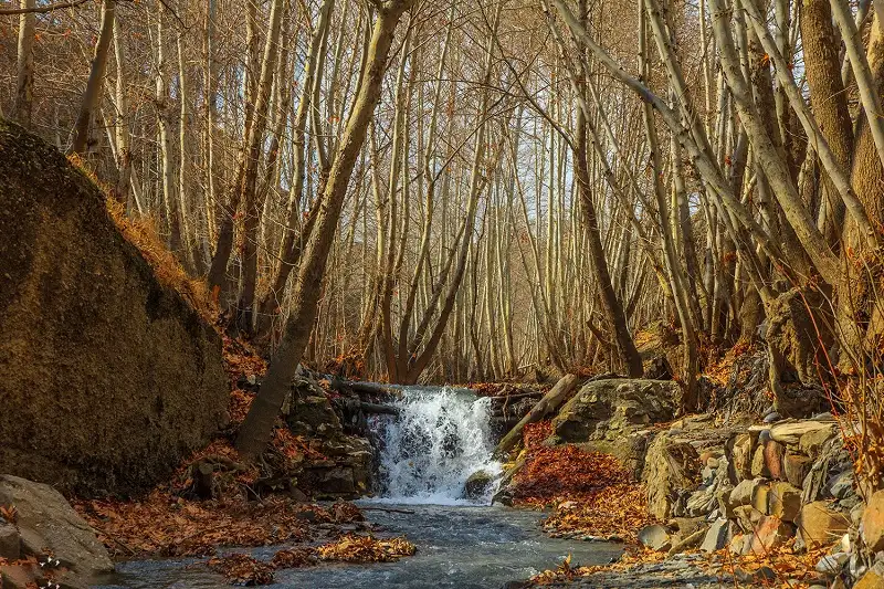 پارک جنگلی پردیس شاندیز