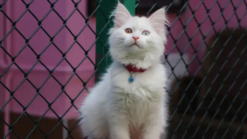 خانه گربه های وان