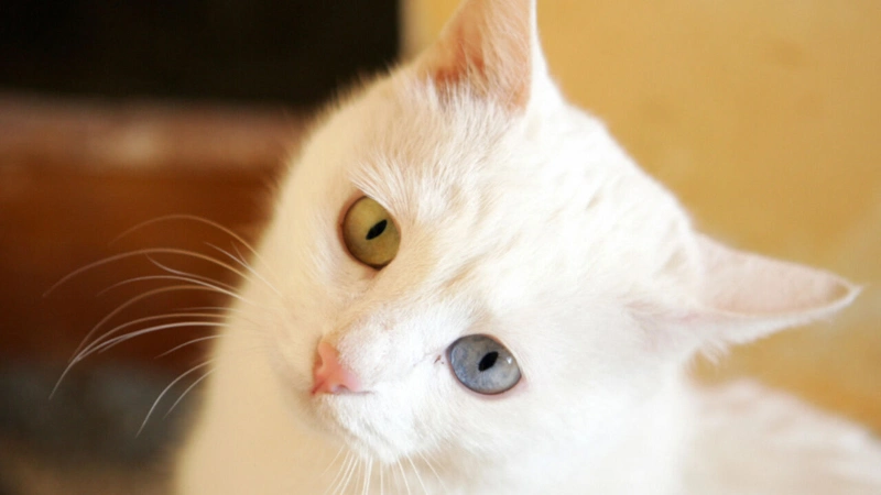 خانه گربه‌های وان