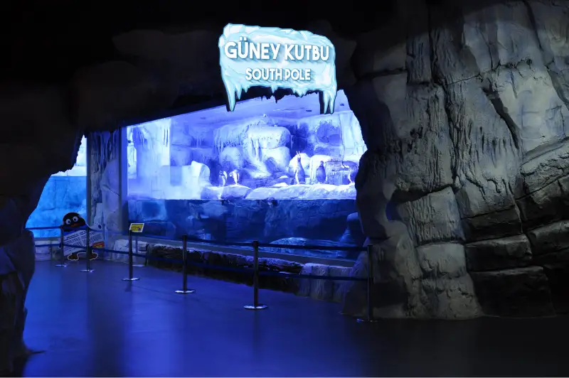 قاره جنوبگان در آکواریوم استانبول